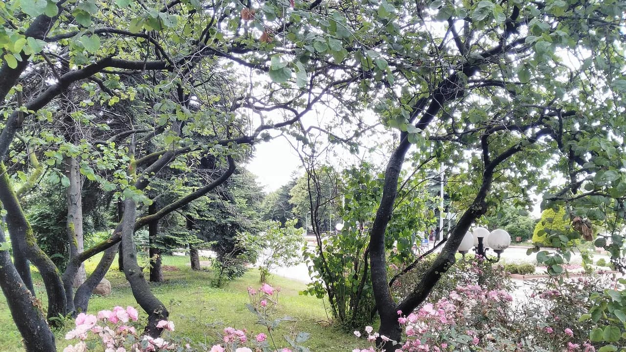 Karadeniz Teknik Üniversitesi kampüsünde ağaçlı yol ve çiçekler
